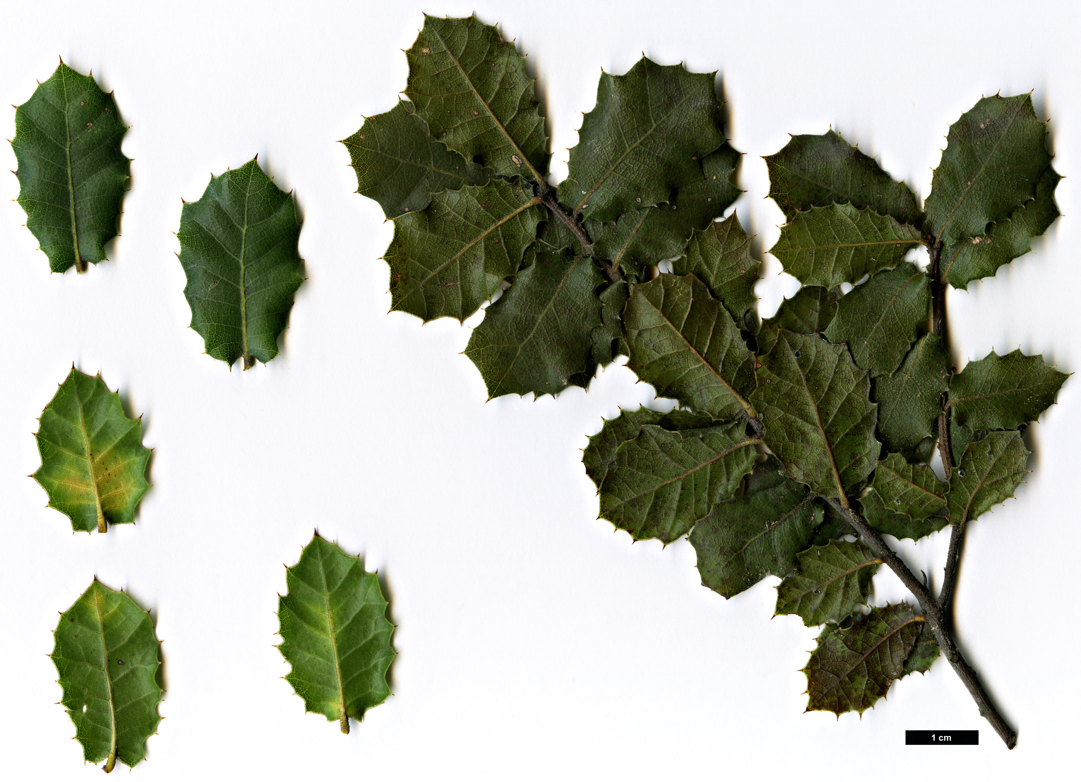 High resolution image: Family: Fagaceae - Genus: Quercus - Taxon: parvula - SpeciesSub: var. shrevei